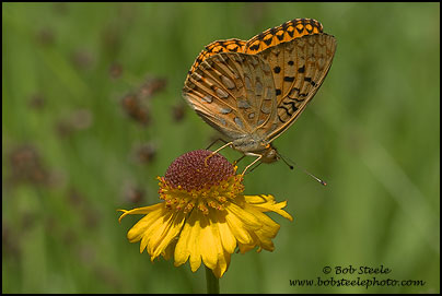 Hydaspe Fritillary (Speyeria hydaspe)
