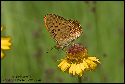 Hydaspe Fritillary (Speyeria hydaspe)