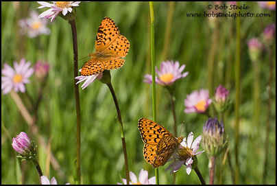 Hydaspe Fritillary (Speyeria hydaspe)