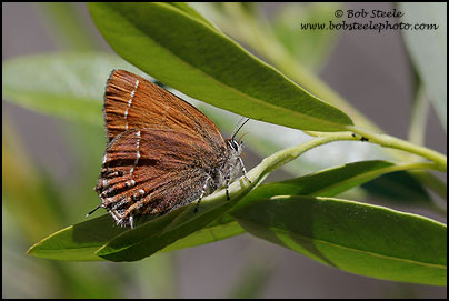 Nelson's ' Juniper Hairstreak (Callophrys gryneus nelsoni)