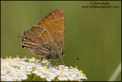 Nelson's ' Juniper Hairstreak (Callophrys gryneus nelsoni)