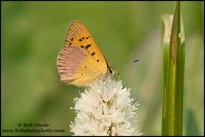 Lilac-bordered Copper (Lycaena nivalis)