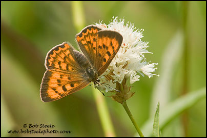 Lilac-bordered Copper (Lycaena nivalis)