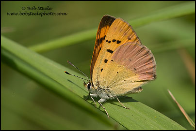 Lilac-bordered Copper (Lycaena nivalis)
