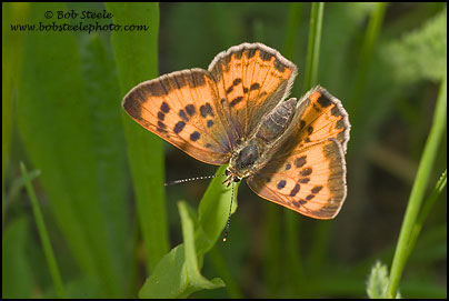 Lilac-bordered Copper (Lycaena nivalis)