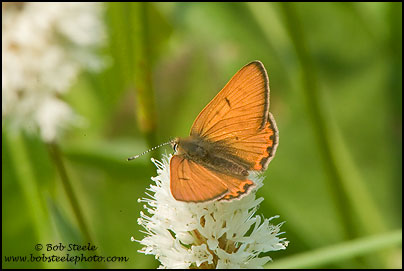 Lilac-bordered Copper (Lycaena nivalis)