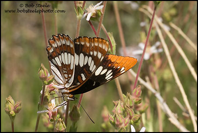 Lorquin's Admiral (Limenitis lorquini)