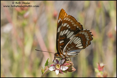 Lorquin's Admiral (Limenitis lorquini)