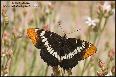 Lorquin's Admiral (Limenitis lorquini)