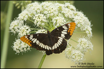 Lorquin's Admiral (Limenitis lorquini)
