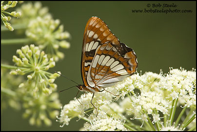 Lorquin's Admiral (Limenitis lorquini)