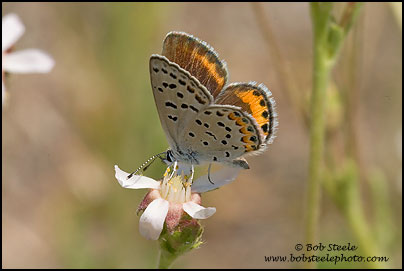 Lupine Blue (Plebejus lupinus)