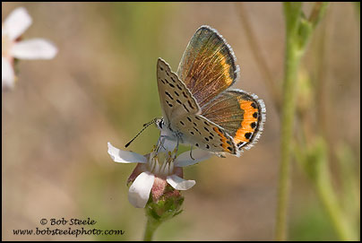 Lupine Blue (Plebejus lupinus)