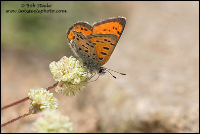 Lustrous Copper (Lycaena cupreus)