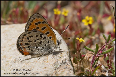 Lustrous Copper (Lycaena cupreus)