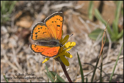 Lustrous Copper (Lycaena cupreus)