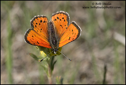 Lustrous Copper (Lycaena cupreus)