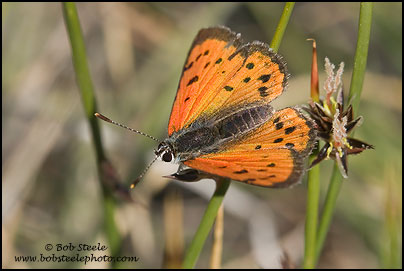 Lustrous Copper (Lycaena cupreus)