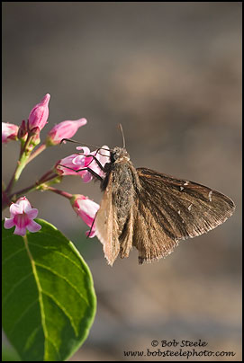 Northern Cloudywing (Thorybes pylades)