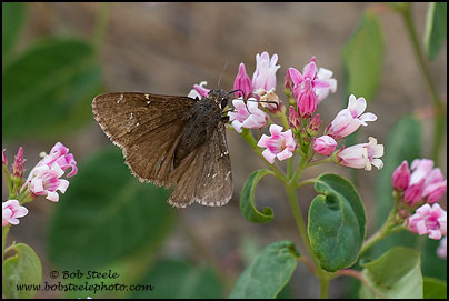 Northern Cloudywing (Thorybes pylades)