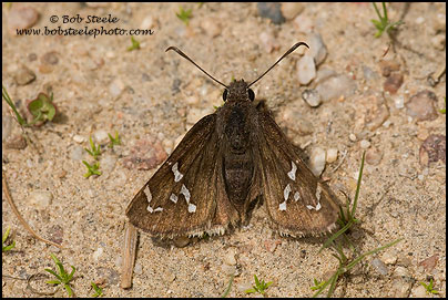 Mexican Cloudywing (Thorybes mexicana)