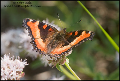 Milbert's Tortoiseshell (Nymphalis milberti)