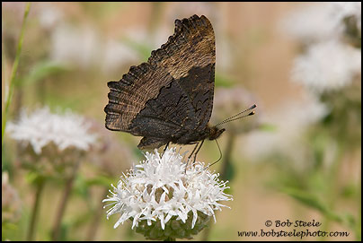 Milbert's Tortoiseshell (Nymphalis milberti)