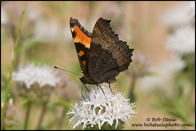 Milbert's Tortoiseshell (Nymphalis milberti)