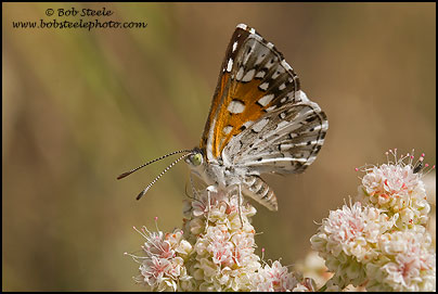 Mormon Metalmark (Apodemia mormo)