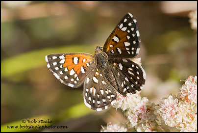 Mormon Metalmark (Apodemia mormo)