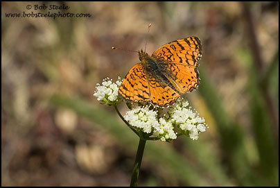 Mylitta Crescent (Phyciodes mylitta)