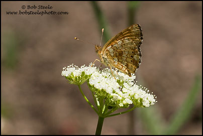 Mylitta Crescent (Phyciodes mylitta)