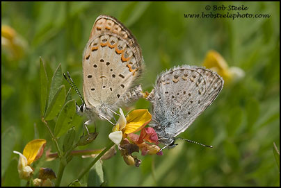 Northern Blue (Lycaeides idas)