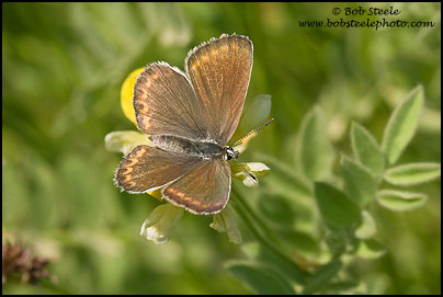 Northern Blue (Lycaeides idas)