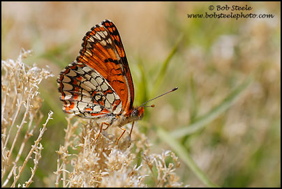 Northern Checkerspot (Chlosyne palla)