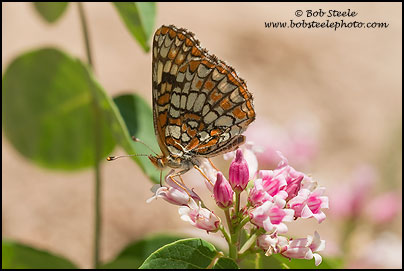 Northern Checkerspot (Chlosyne palla)