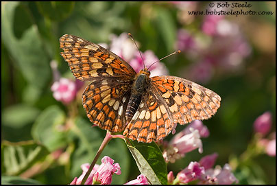 Northern Checkerspot (Chlosyne palla)