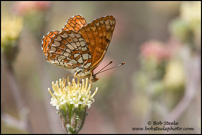 Northern Checkerspot (Chlosyne palla)
