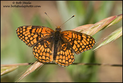 Northern Checkerspot (Chlosyne palla)