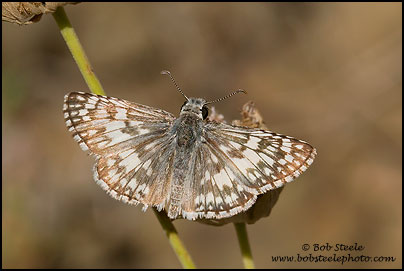 Northern White-Skipper (Heliopetes ericetorum)