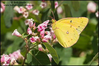 Orange Sulphur (Colias eurytheme)