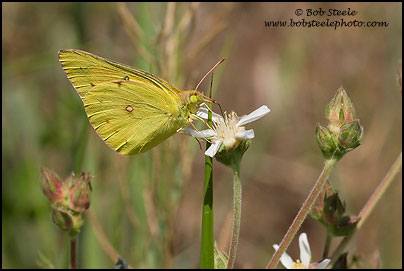 Orange Sulphur (Colias eurytheme)