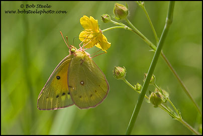 Orange Sulphur (Colias eurytheme)