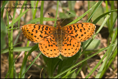 Pacific Fritillary (Boloria epithore)