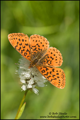 Pacific Fritillary (Boloria epithore)