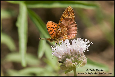 Pacific Fritillary (Boloria epithore)