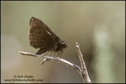 Pacuvius Duskywing (Erynnis pacuvius)
