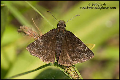 Pacuvius Duskywing (Erynnis pacuvius)