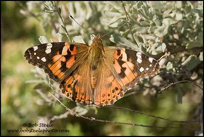 Painted Lady (Vanessa cardui)