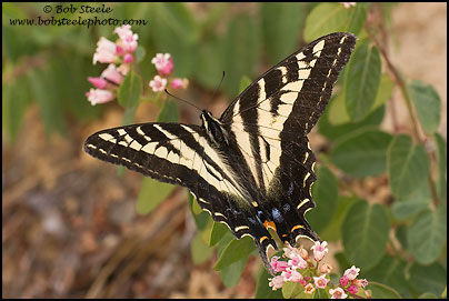Pale Swallowtail (Papilio eurymedon)